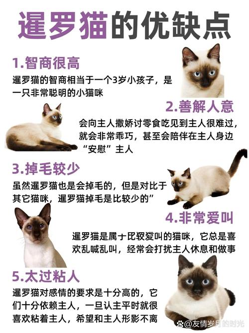 宠物猫大全品种_宠物猫品种大全_宠物猫大全品种名字