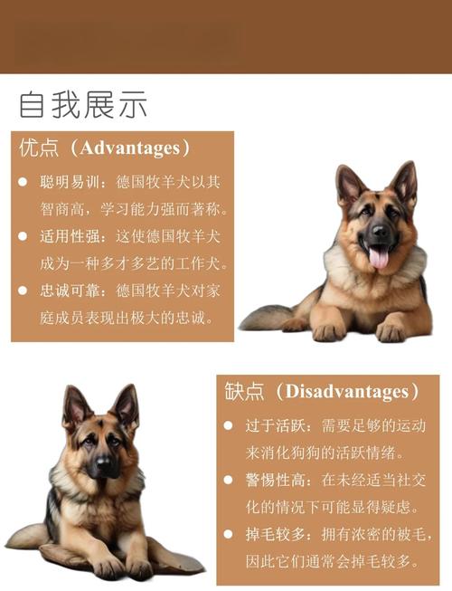 宠物狗德国牧羊犬_牧羊犬德国牧羊犬_德国牧羊犬