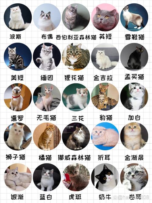 波斯猫s.h.e_帮我找一下波斯猫_波斯猫论坛