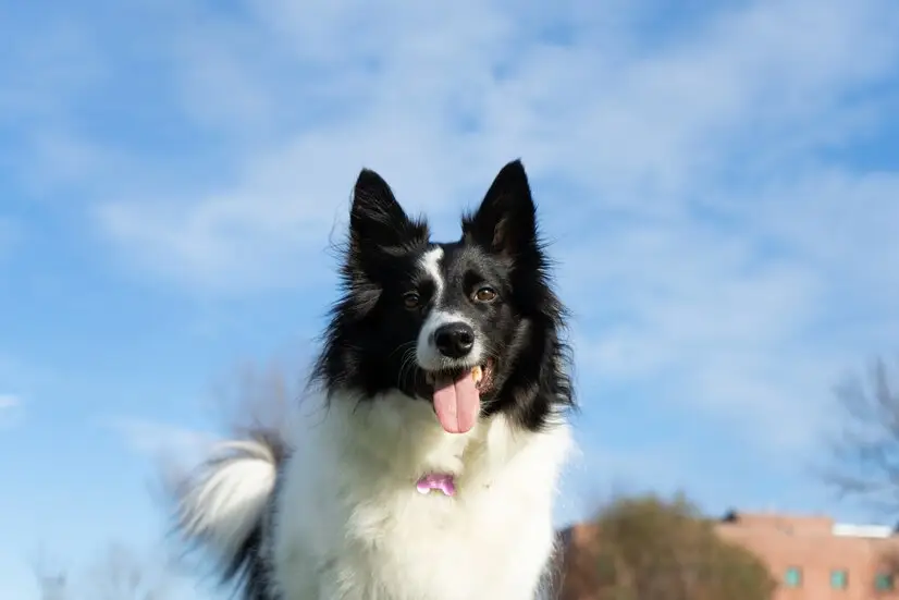 边境牧羊犬牧羊_边境牧羊犬又名_边境牧羊犬的