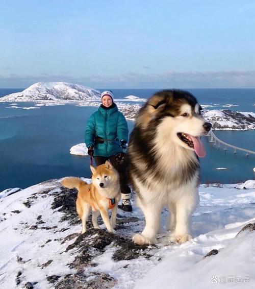 阿拉斯加狗拉雪橇_阿拉斯加犬雪橇多少钱一只_阿拉斯加雪橇狗