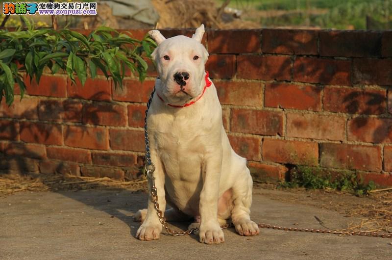 阿根廷犬杜高犬图片_阿根廷杜高犬_阿根廷犬杜高犬价格