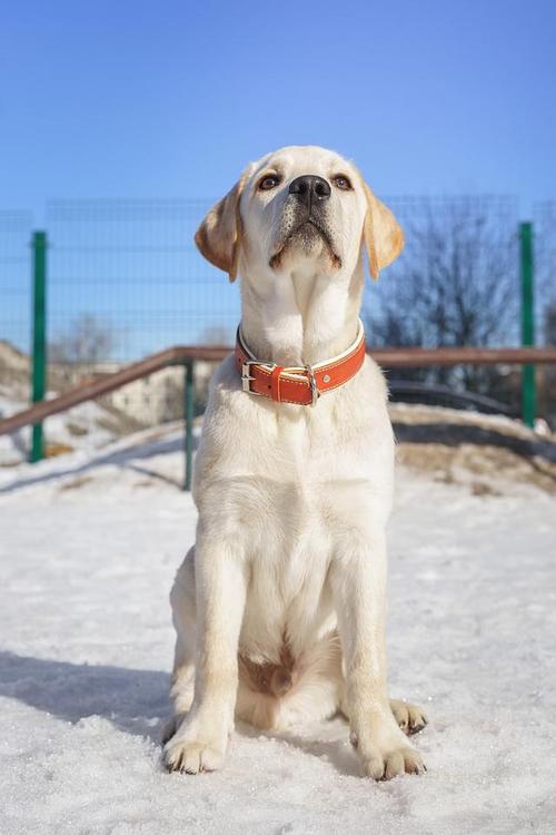 拉布拉多犬的_拉布拉多犬黑色_犬拉布拉多犬