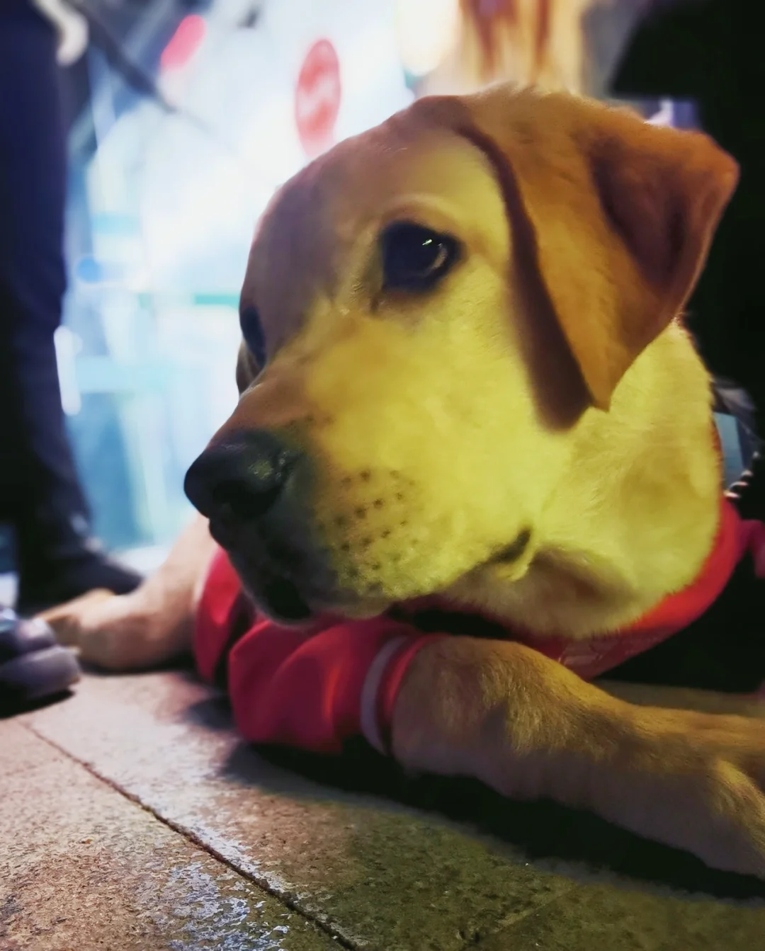 幼犬拉布拉多图片_拉布拉多幼犬_幼犬拉布拉多和金毛的区别