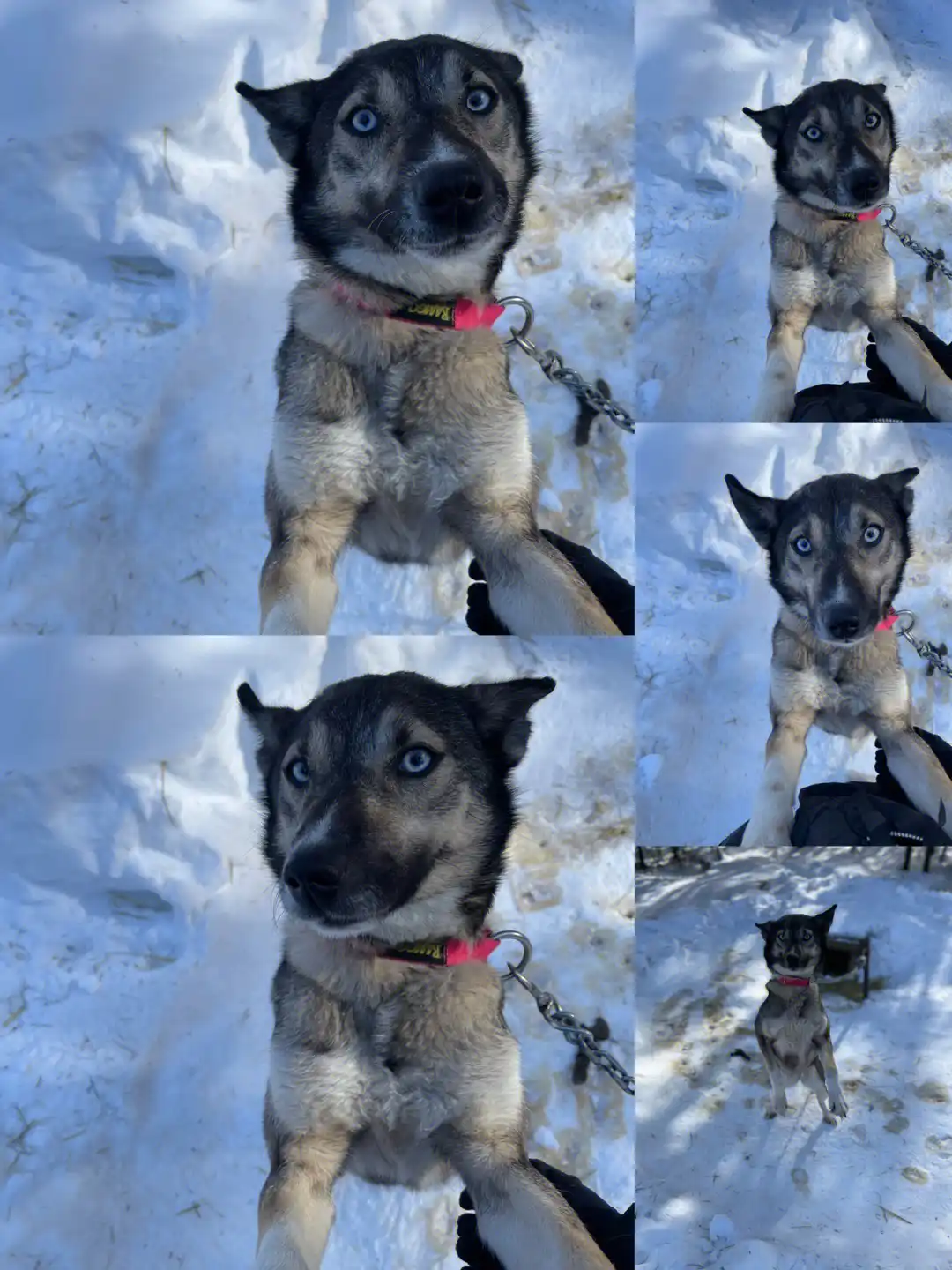 巨型阿拉斯加雪橇犬_巨型阿拉斯加犬价格_大型阿拉斯加雪橇犬