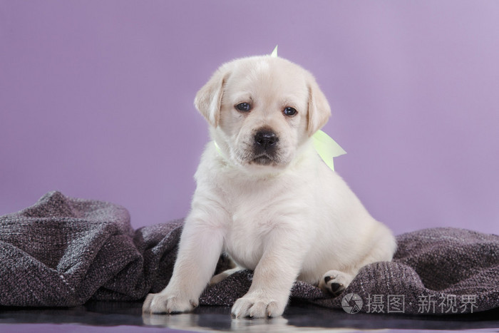 黑色拉布拉多犬_黑色拉布拉多小犬_犬黑色拉布拉多图片大全