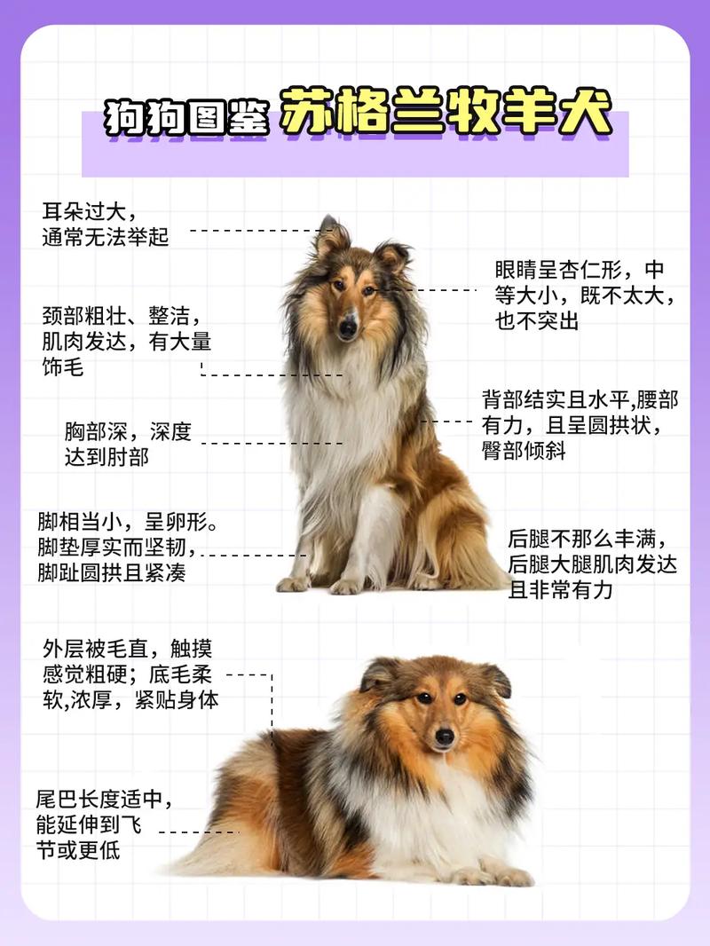 苏格兰牧羊犬_苏格兰牧羊犬优点_苏格兰牧羊犬厉害吗