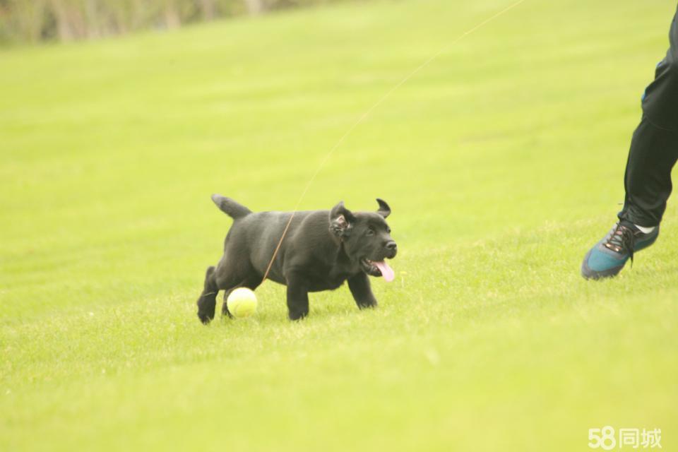 拉布拉多犬介绍_犬类拉布拉多_犬拉布拉多介绍图片