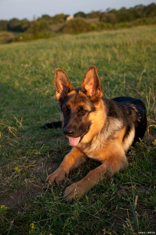 德牧犬_犬德牧罗威纳白狼吃什么_犬德牧罗威纳白狼只吃什么