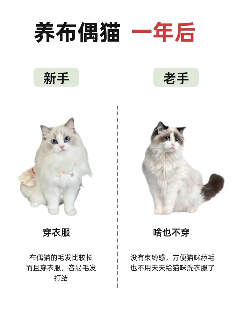 宠物猫品种排行榜前十名_宠物猫品种_宠物猫品种价格排行