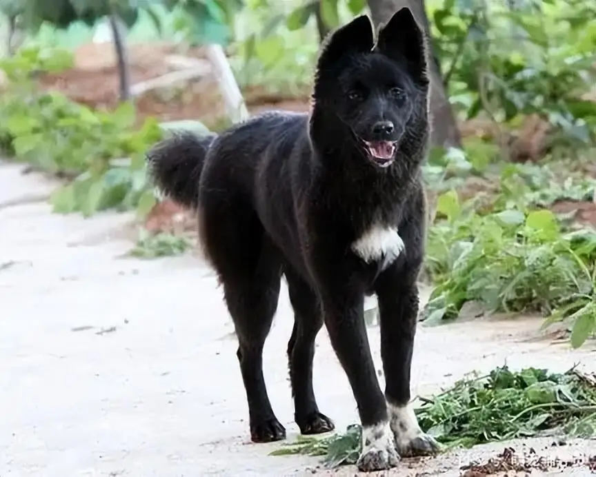 宠物犬西高地_西高地犬_名犬西高地