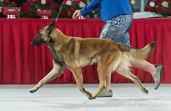 比利时牧羊犬纯黑图片_黑色的比利时牧羊犬_比利时黑色牧羊犬