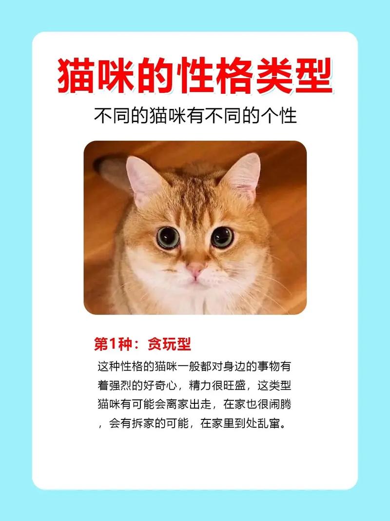 宠物猫品种大全及图片名称_宠物猫品种大全及价格_宠物猫品种大全