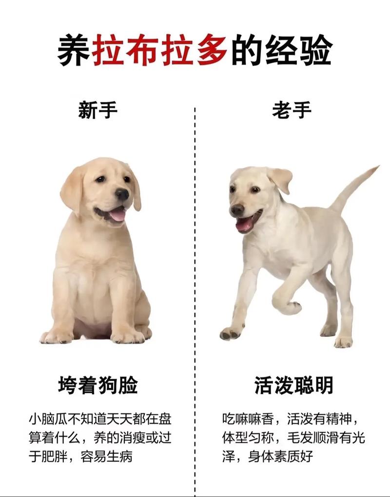 犬类拉布拉多_拉布拉多犬介绍_犬拉布拉多介绍图片