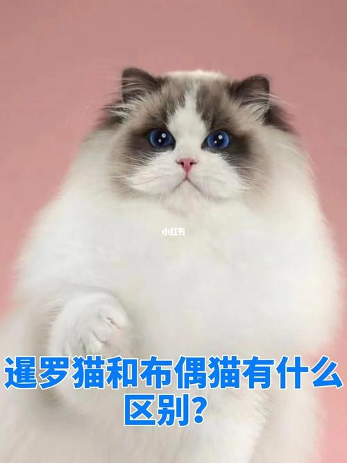 宠物猫排名前十名排行榜_宠物猫排名及价格_宠物猫排名