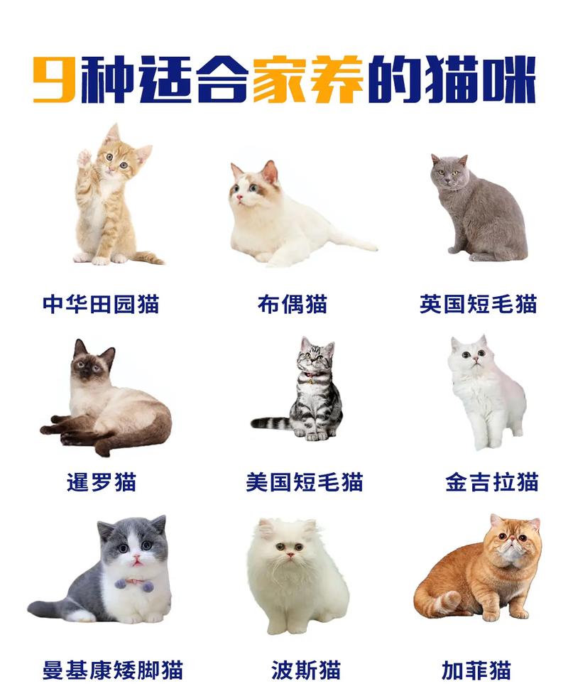 宠物猫排名及图片大全_宠物猫排名_宠物猫排名前十名排行榜