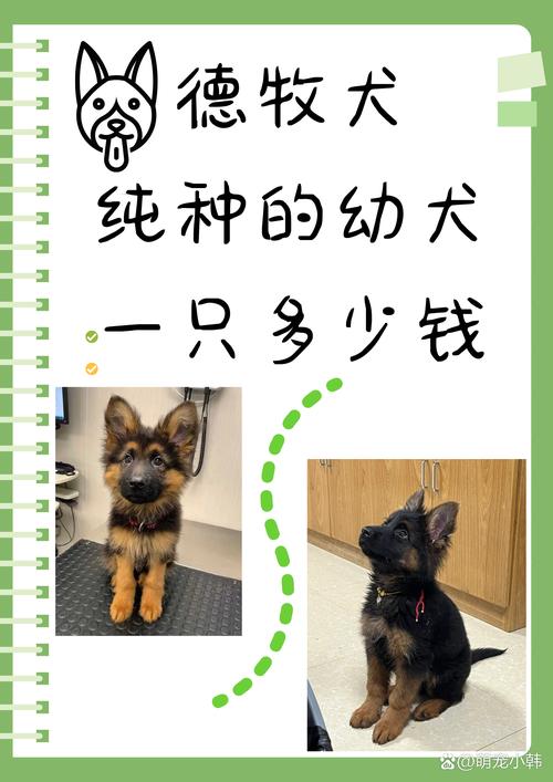 边境牧羊犬市场价_边境牧羊犬售价_边境牧羊犬报价