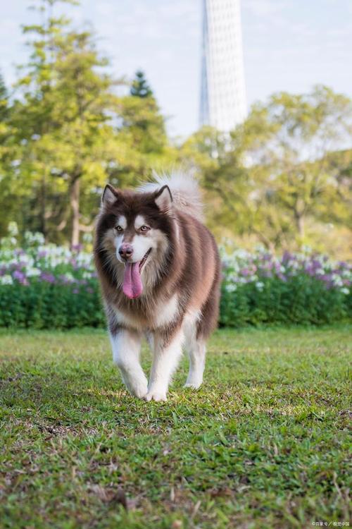 阿拉斯加雪橇犬红棕色_红色阿拉斯加成犬_红色阿拉斯加雪橇犬