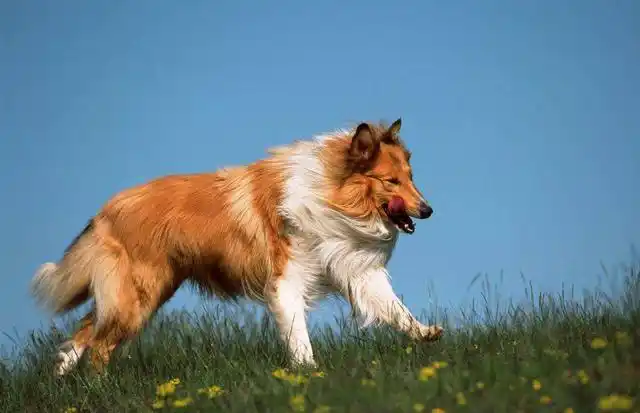 古代英国牧羊犬长什么样_英国古代牧羊犬英文_英国古代牧羊犬