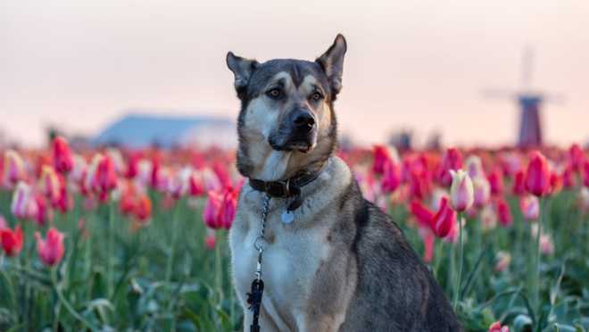 牧羊犬德国_犬牧羊纯种德国犬图片_纯种德国牧羊犬