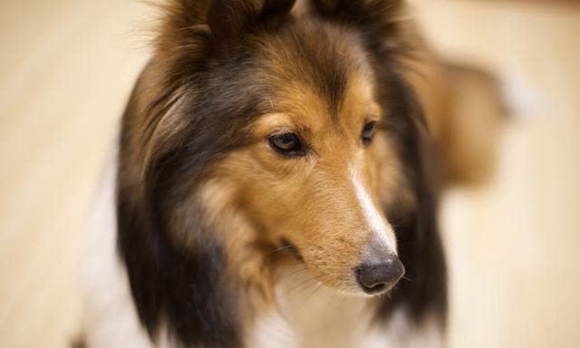 牧羊犬喜乐蒂幼犬图片_喜乐蒂牧羊犬_喜乐蒂牧羊犬贵吗