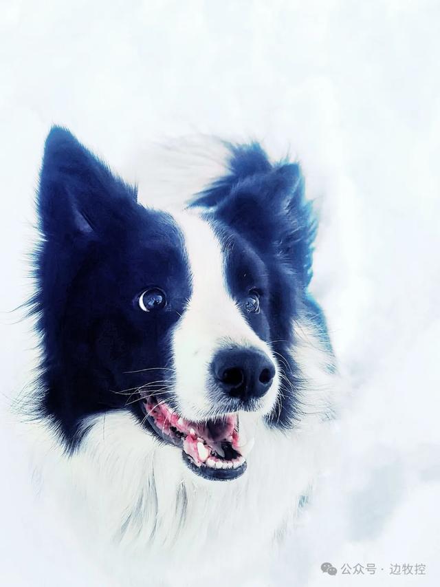 边境牧羊犬官网_边境牧羊犬爱好者网_边境牧羊犬论坛