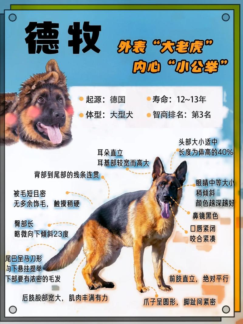 纯种德国牧羊犬_牧羊犬德国_徳国牧羊犬