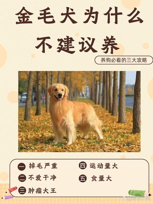 金毛幼犬需要准备什么_金毛需要训练吗_金毛犬要