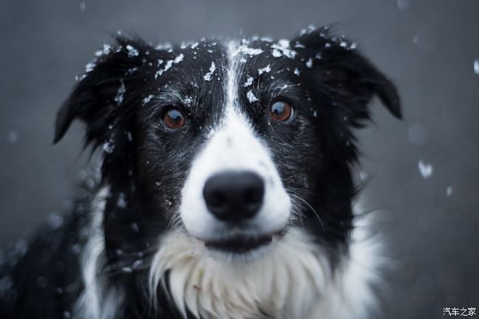 边境牧羊犬_边境牧羊犬牧羊_边境牧羊犬又名