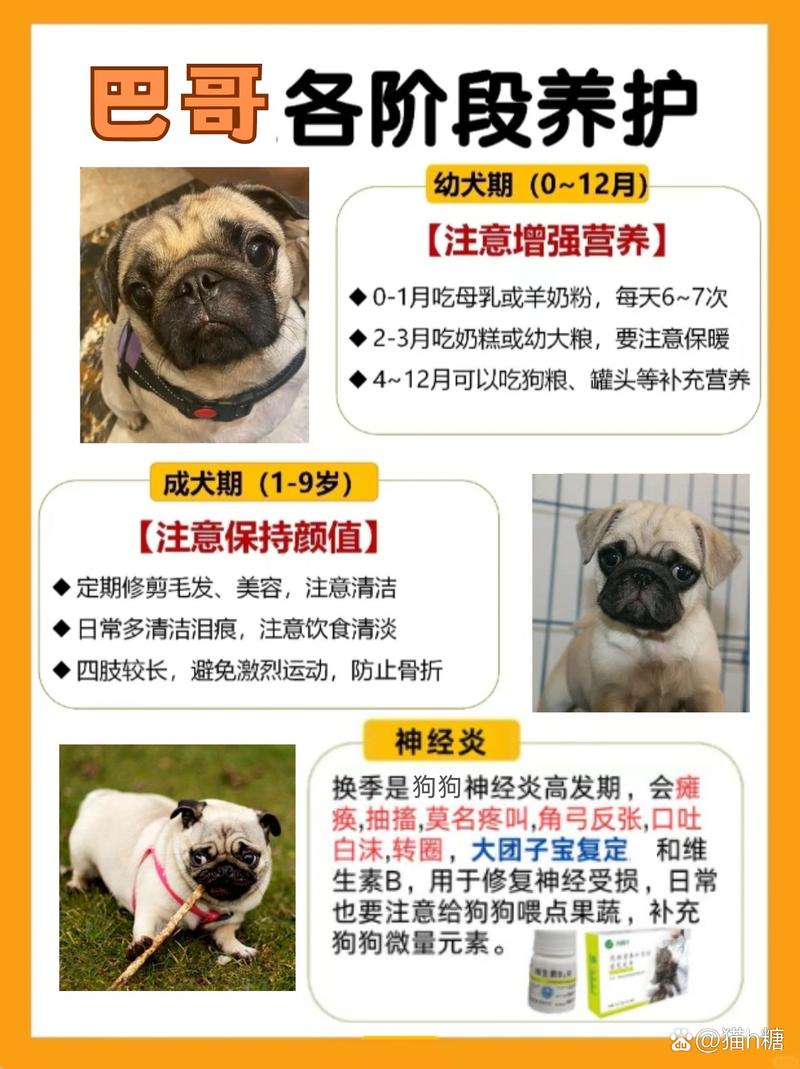 八哥犬怎么训练_八哥犬搞笑图片_八哥犬