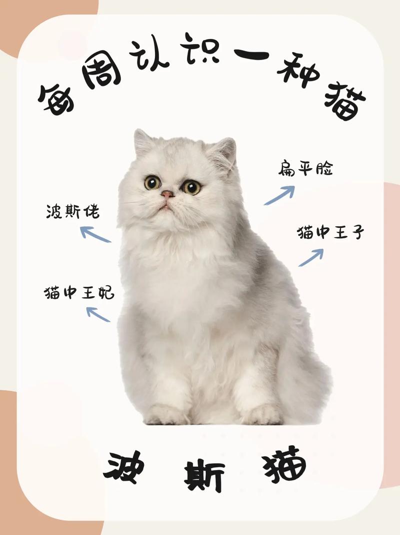 波斯猫贴吧_波斯猫娱乐有限公司_波斯猫论坛首页