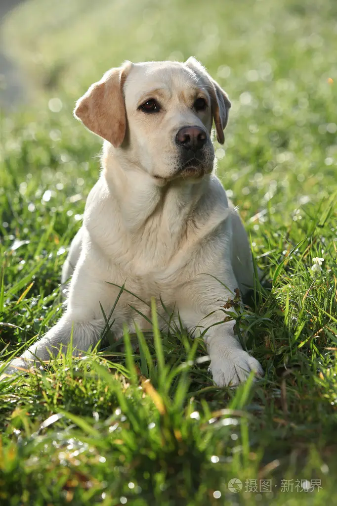 犬拉布拉多图片_拉布拉多犬的_犬拉布拉多多少钱一只