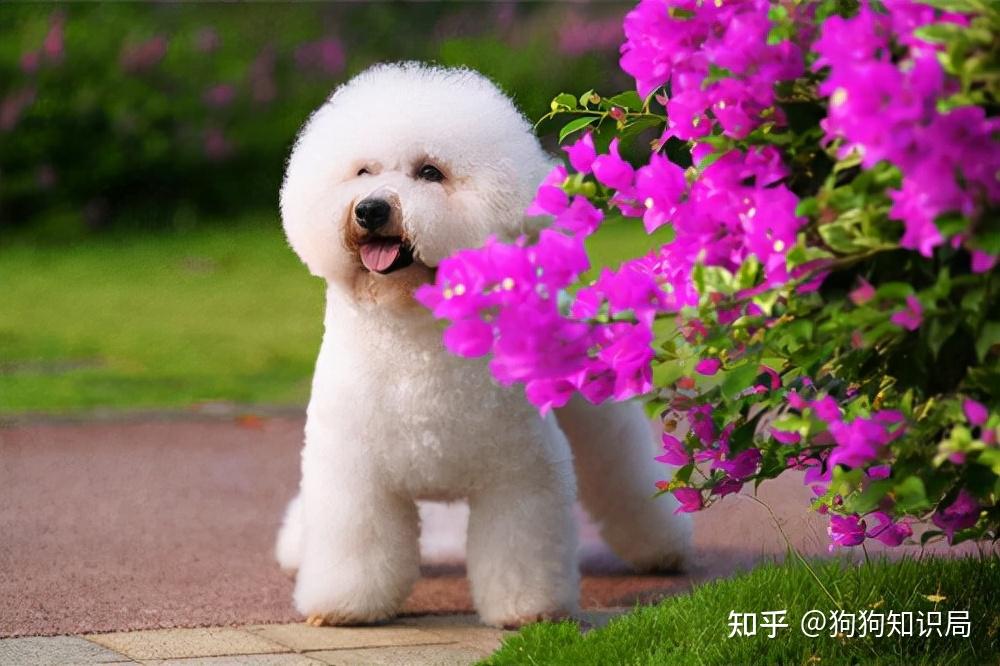 比熊犬_犬比熊芒果视频_犬比熊的图片