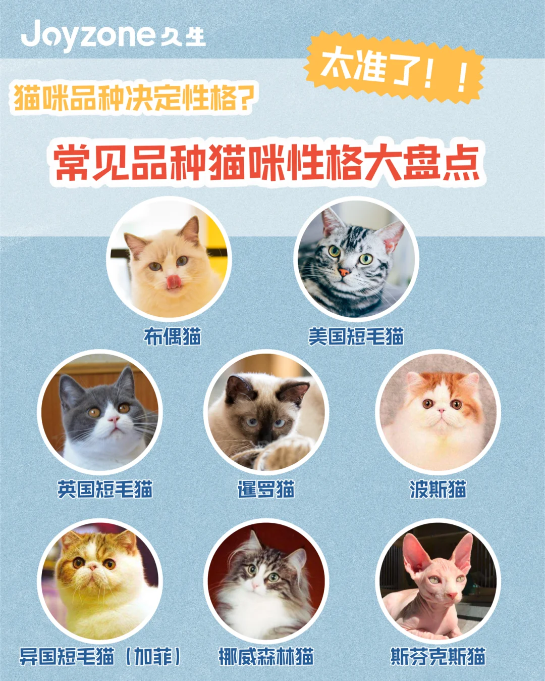 宠物猫品种大全_宠物猫品种_常见宠物猫品种