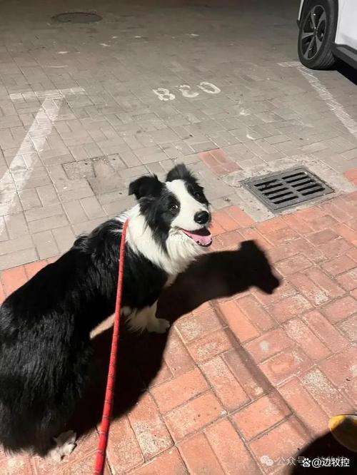 边境牧羊犬百度百科_边境牧羊犬贴吧精品区_边境牧羊犬论坛