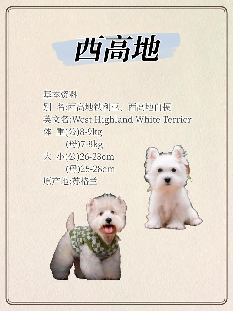 宠物犬西高地_西高地犬_纯种西高地犬多少钱一只