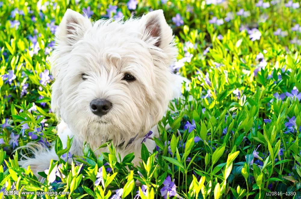 西高地犬一般多少钱_名犬西高地_西高地犬