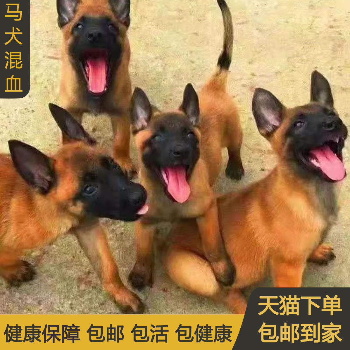 比利时犬牧羊犬的特征_比利时牧羊犬_比利时犬牧羊犬图片