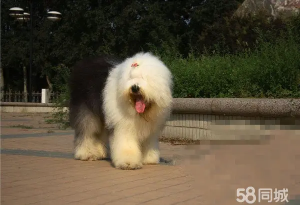 古代牧羊犬长什么样_古代牧羊犬的优缺点_古代牧羊犬