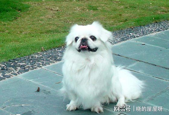 北京犬_北京格力犬吧_北京吉娃娃犬舍