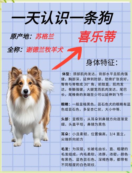 喜乐蒂牧羊犬_喜乐蒂牧羊犬贵吗_喜乐蒂牧羊犬视频