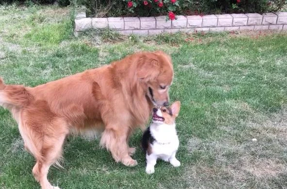 品种狗排名_柯基犬是哪个国家的品种狗_狗的品种