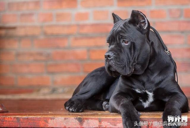 阿根廷杜高_阿根廷杜高犬_阿根廷杜高犬性格怎么样