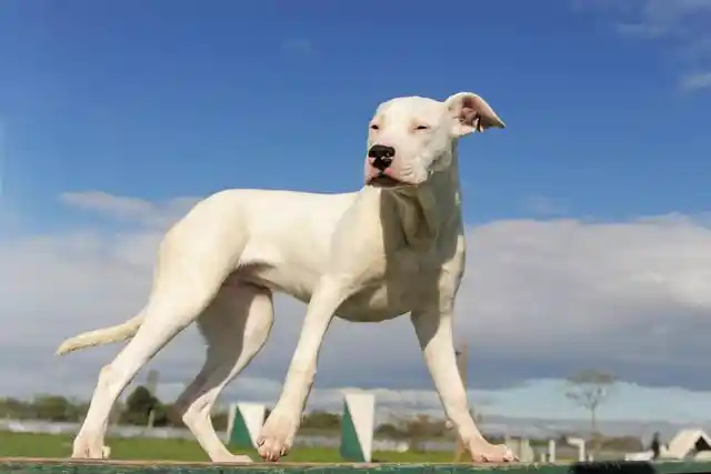 阿根廷犬杜高犬智商_阿根廷犬杜高犬图片_阿根廷杜高犬