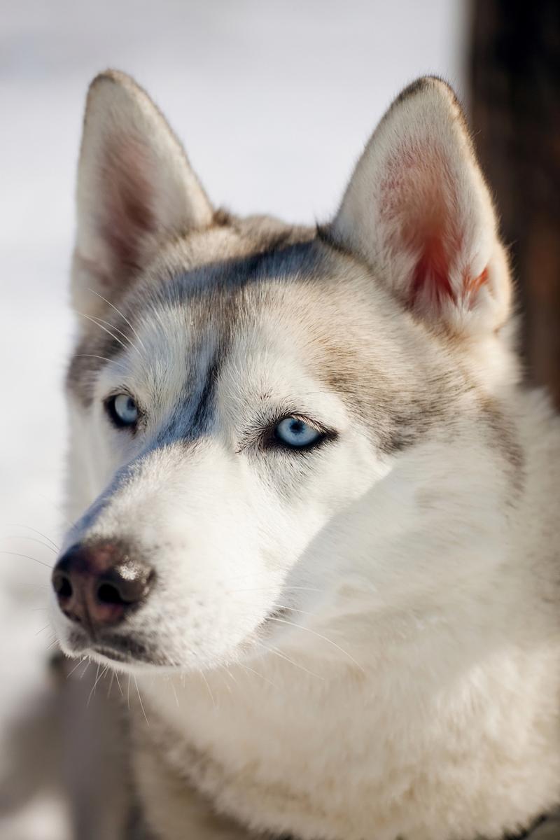 雪橇狗哈士奇_哈士奇雪橇犬有受虐倾向吗_哈士奇是雪橇犬吗