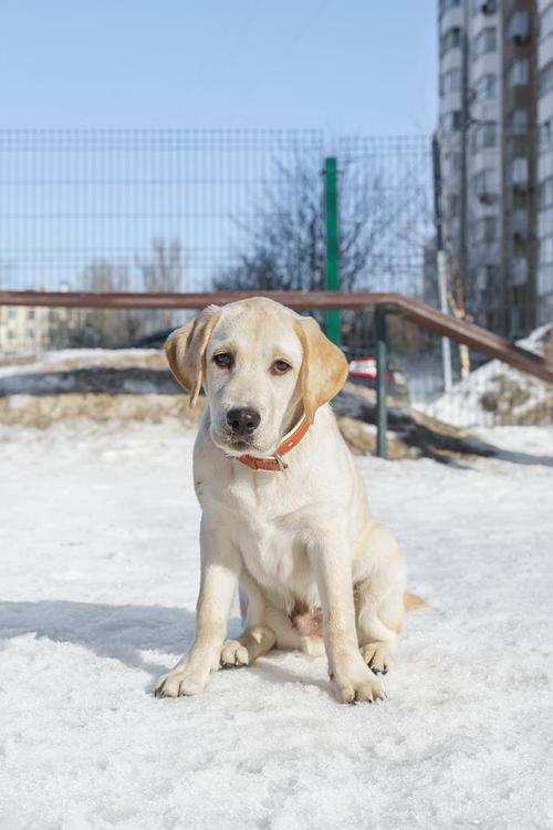 拉布拉多犬黑色_犬拉布拉多多少钱一只_拉布拉多犬