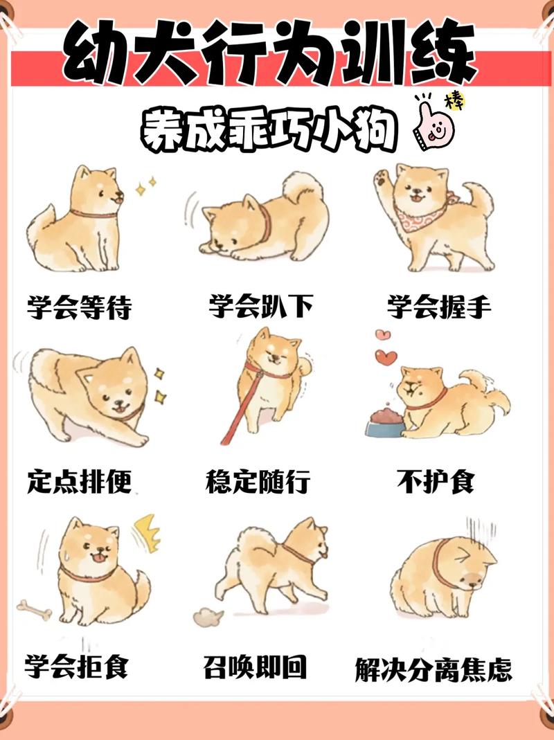 茶杯犬_茶杯犬哪里有卖_茶杯犬图片