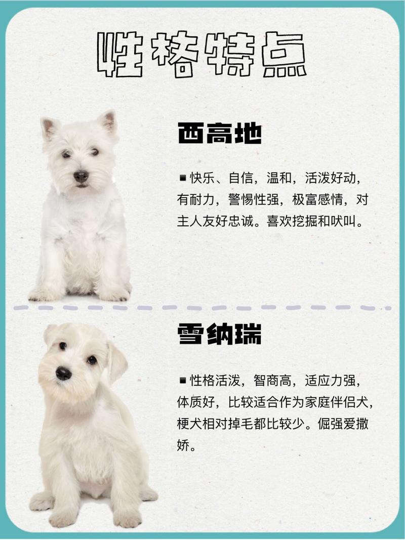 西高地犬一般多少钱_西高地犬_名犬西高地