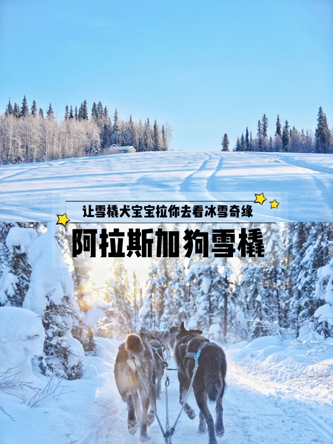 雪橇狗阿拉斯加_阿拉斯加雪橇狗_阿拉斯加犬雪橇多少钱一只