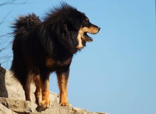 纯种藏獒幼崽价格_纯种藏獒犬_纯种小藏獒